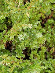 Juniperus communis