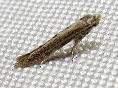 Blastobasidae