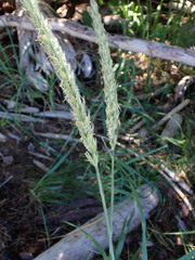 Leymus mollis