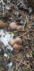 Coprinopsis romagnesiana