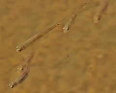Notropis hudsonius