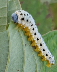 Macremphytus tarsatus