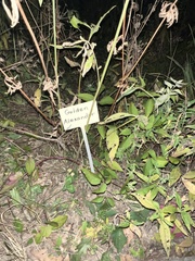 Zizia aurea