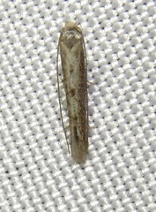 Blastobasidae