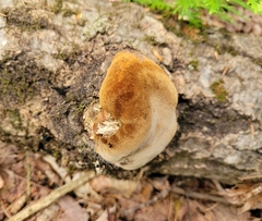 Phellinus pomaceus