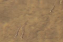 Notropis hudsonius