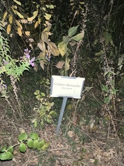 Zizia aurea