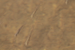 Notropis hudsonius