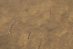 Notropis hudsonius