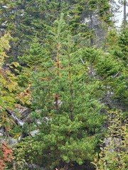 Pinus banksiana