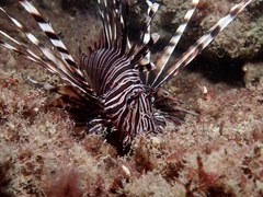 Pterois volitans