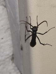 Pompilidae
