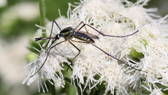 Toxorhynchites rutilus septentrionalis