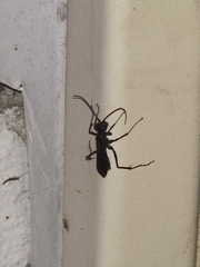 Pompilidae