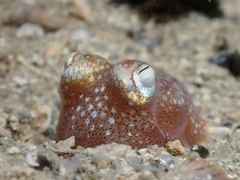 Sepiadarium austrinum