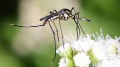 Toxorhynchites rutilus septentrionalis