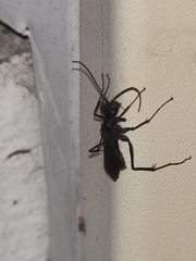Pompilidae