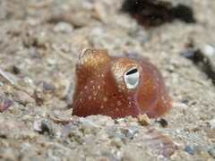 Sepiadarium austrinum