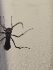 Pompilidae