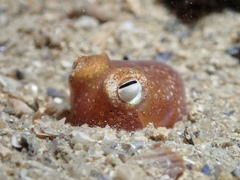 Sepiadarium austrinum