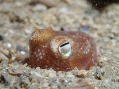 Sepiadarium austrinum