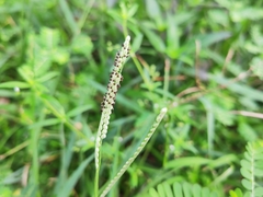 Paspalum notatum