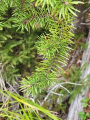 Pinus banksiana