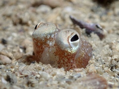 Sepiadarium austrinum