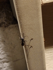 Pompilidae