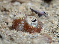 Sepiadarium austrinum