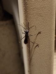 Pompilidae
