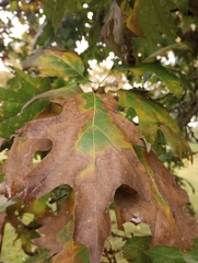 Xylella fastidiosa