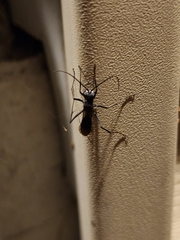 Pompilidae