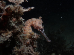 Hippocampus subelongatus