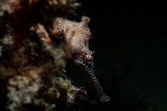 Hippocampus subelongatus