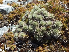 Celmisia sessiliflora