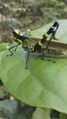 Chromacris psittacus