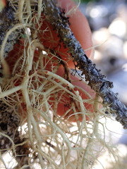 Biatoropsis usnearum