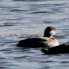 Podiceps nigricollis