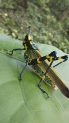 Chromacris psittacus