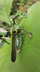 Chromacris psittacus