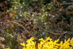 Scirpus atrovirens
