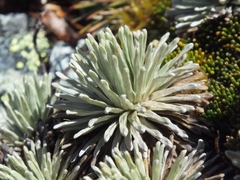 Celmisia sessiliflora