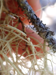 Biatoropsis usnearum