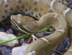 Crotalus willardi