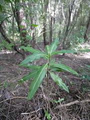 Melicytus lanceolatus