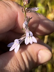Lobelia brevifolia