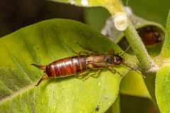 Forficula auricularia