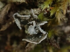 Erioderma sorediatum