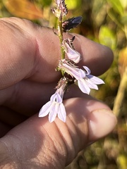 Lobelia brevifolia